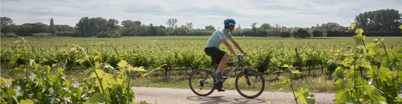 Cycle South Australia's Wine Regions