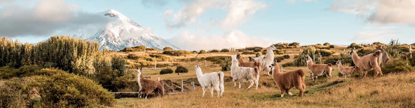 Ecuador Highlands 