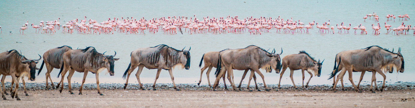 Best of East Africa