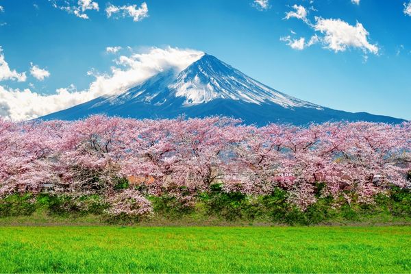 Mt fuji canva