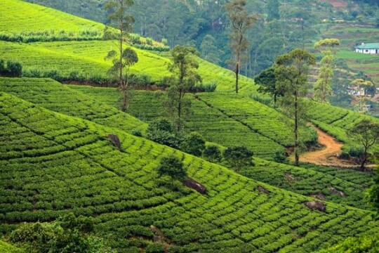 Secrets of Sri Lanka - Hosted Tour