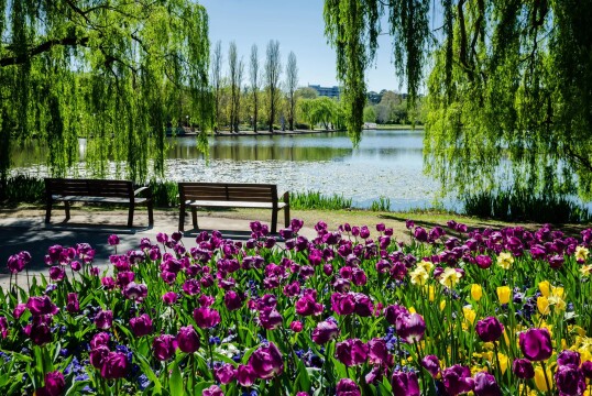 Canberra’s Floriade, New South Wales Tulips & Private Gardens
