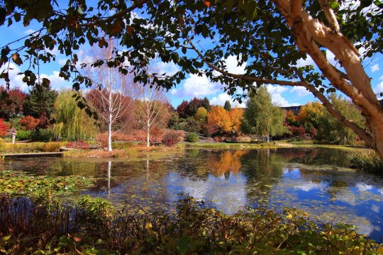 Cool-Climate Gardens in the Blue Mountains & Southern Highlands in Autumn