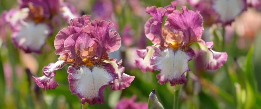 Private Gardens of NSW, the Griffith Citrus  Festival  & Murray River Cruise 