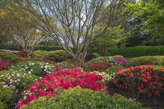 Toowoomba Carnival of Flowers &  Subtropical Gardens of the Coast
