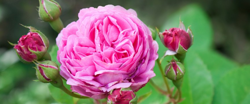 Rose Garden Tour of Australia – escorted by Michael Marriott & Paul Zimmerman