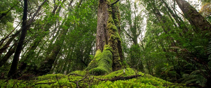 Tasmania’s Wildflowers, Tall Timber Forests and Coastal Walks