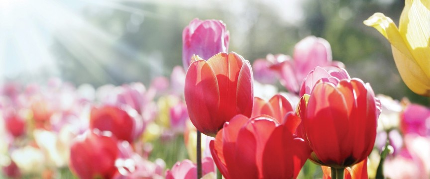 Canberra’s Floriade, New South Wales Tulips & Private Gardens in Spring