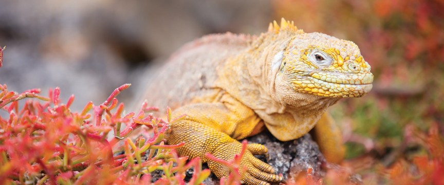 Antarctic Voyage with South America  and Galapagos Islands