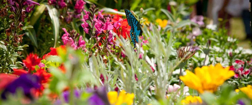 Toowoomba Carnival of Flowers