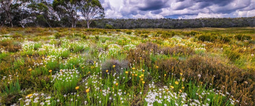 Gippsland Gardens & Rugged Landscapes of the Great Alpine Road