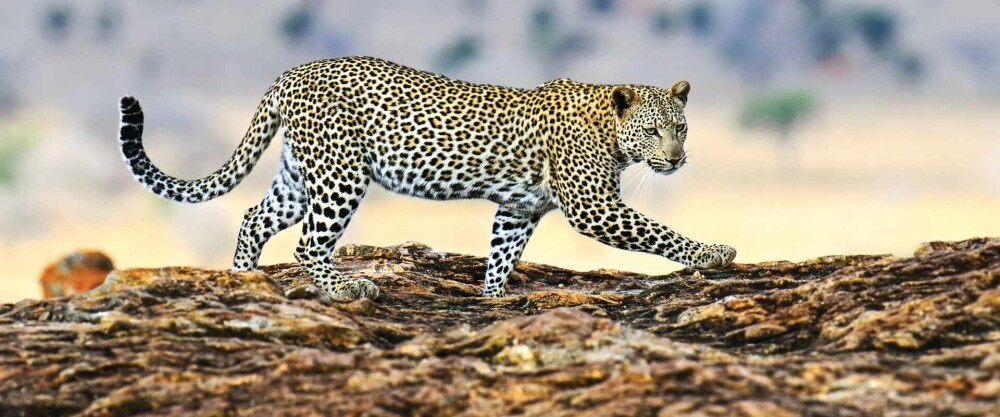 hc t as sri lanka fauna leopard walking rocks 507625912 i web 12 5