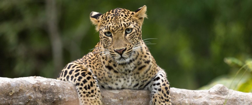 In Search of Tigers & Leopards