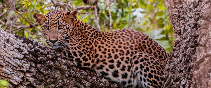 In Search of Tigers and Leopards