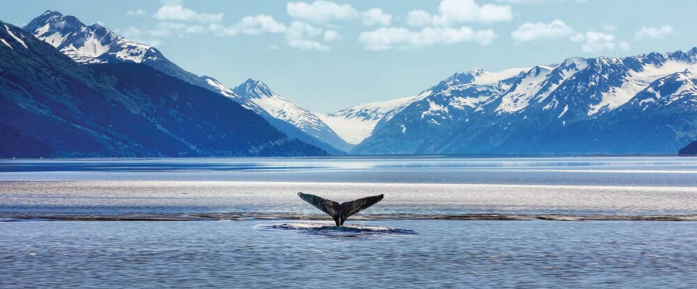 hc t canusa alaska anchorage humpback whale mountains 1168030180 i 12x5