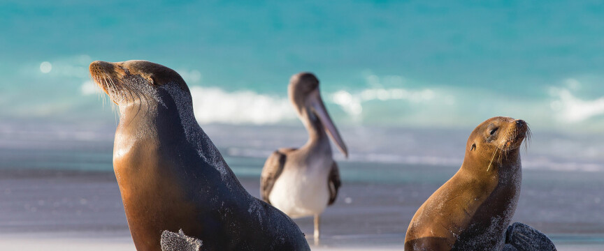 Amazon Lodge and Galapagos Cruise