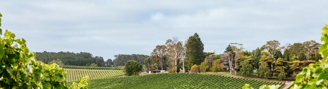 Beyond the Vines: Barossa