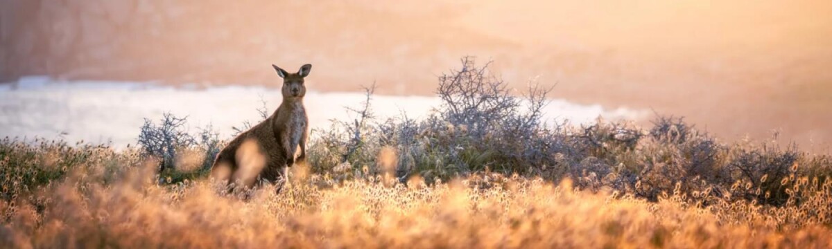2-Day Ultimate Kangaroo Island Tour