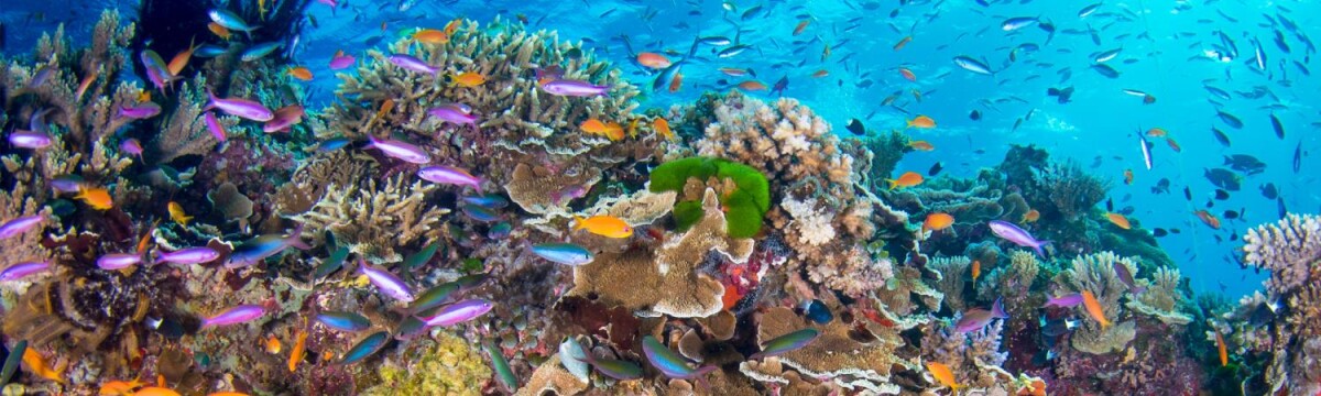 Cairns & The Great Barrier Reef