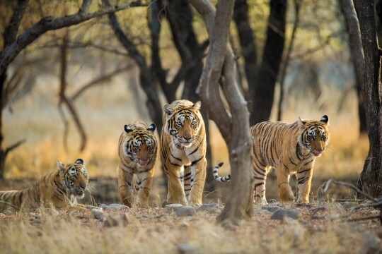 India’s Golden Triangle, Tigers and Shimla