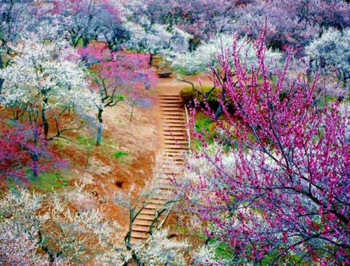 Cherry blossom 3 canva