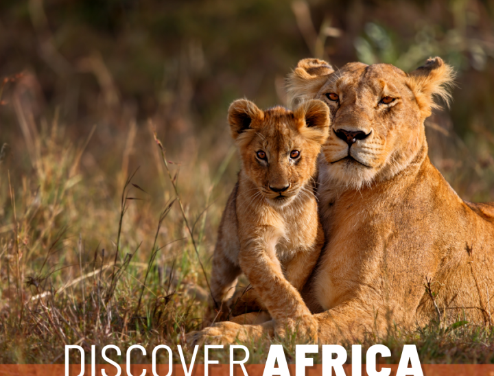 Discover Africa 1 lions
