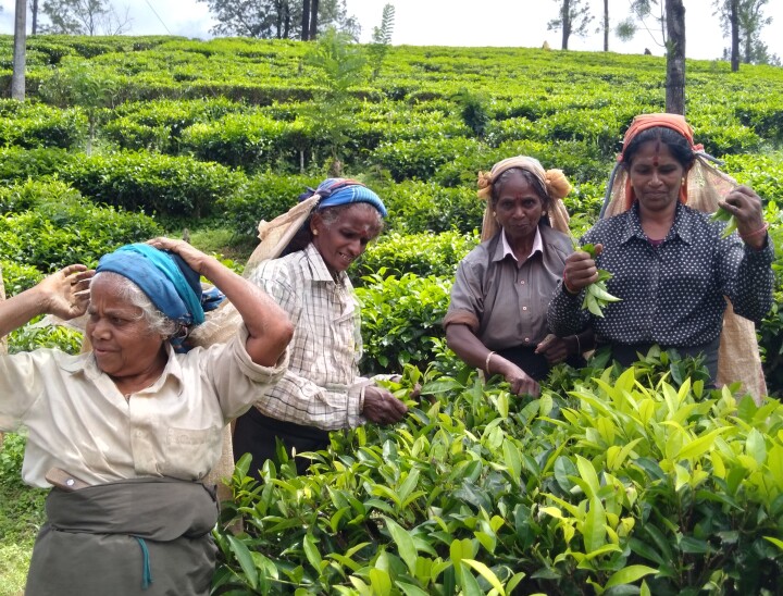 Sharon Tea Pickers 3