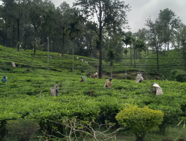 Sharon Tea Plantation