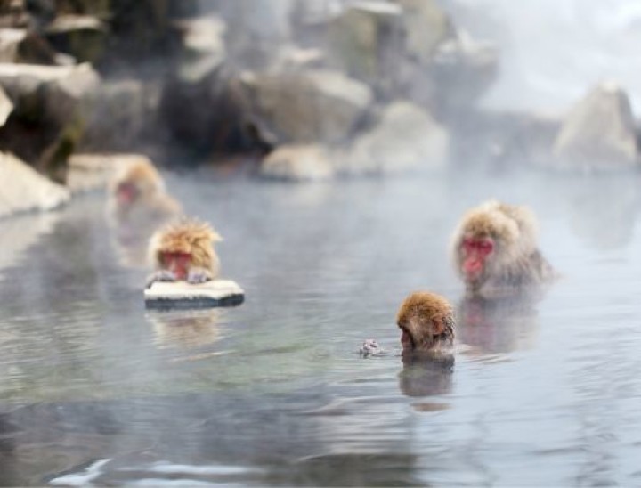 Snow monkeys 1 Japan canva