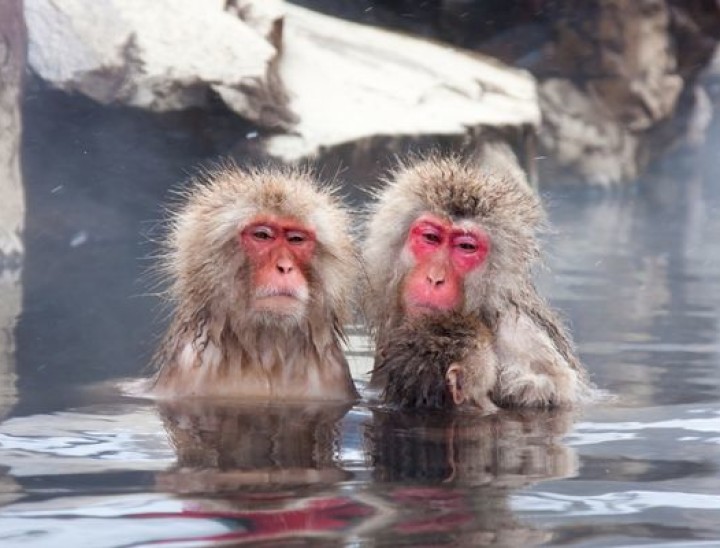 Snow monkeys 2 Japan canva