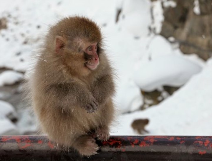 Snow monkeys 3 Japan canva