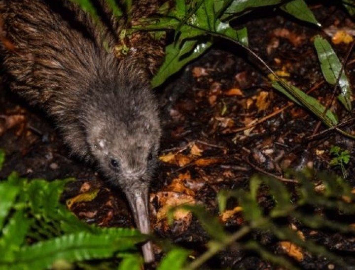 Image result for kiwi at rakiura national park