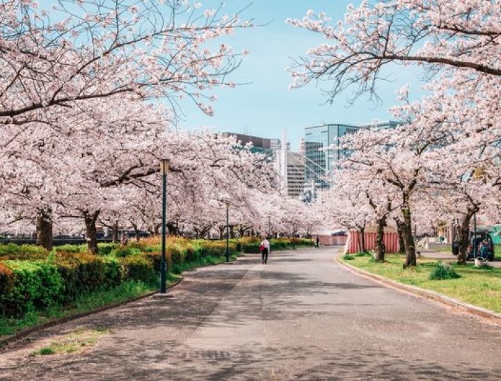 cherry blossom 2 canva
