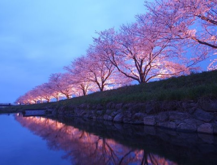 cherry blossom 4 canva