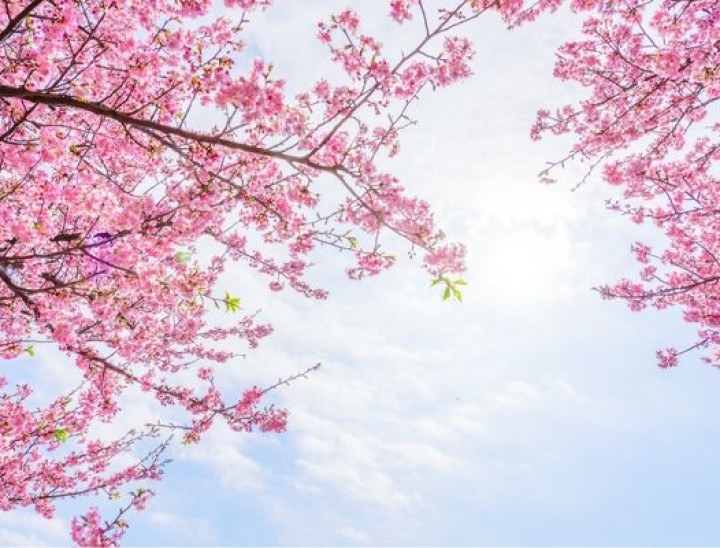 cherry blossom 6 canva